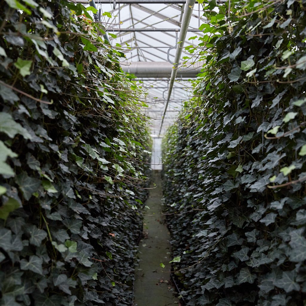 Hedera dichtgegroeide Haag