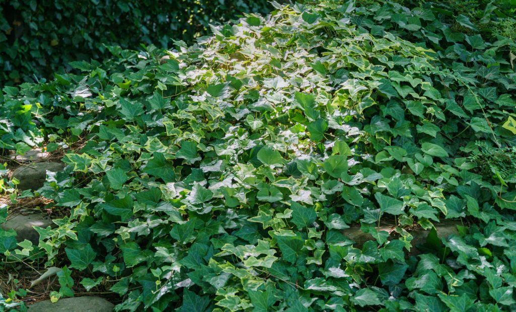 Hedera Bodembedekker