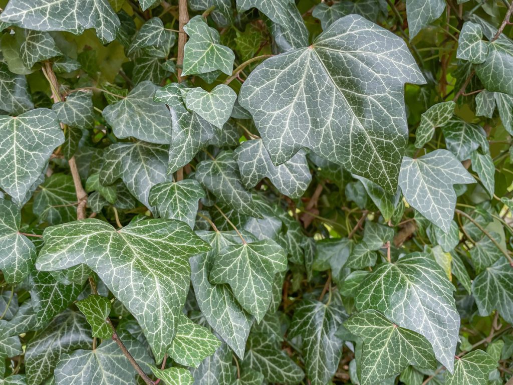 Groene hederabladeren