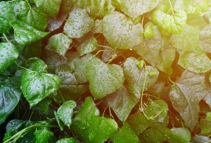 Hedera goed verzorgen